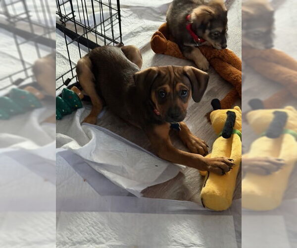 Medium Photo #2 Mutt Puppy For Sale in Plainfield, IL, USA