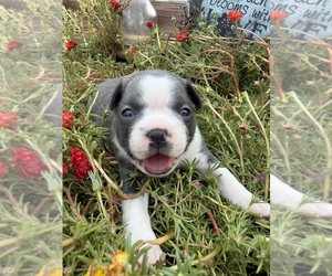 Boston Terrier Puppy for sale in FREDONIA, KS, USA
