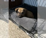 Small #2 Shepradors