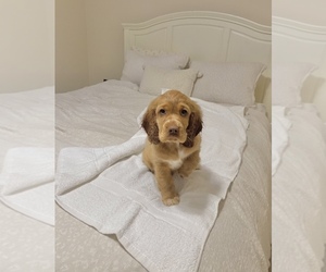English Cocker Spaniel Puppy for sale in LYNCHBURG, VA, USA