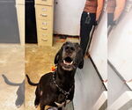 Small #2 Great Dane-Labrador Retriever Mix