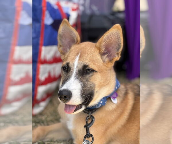 Medium Photo #3 Mutt Puppy For Sale in Fort Worth, TX, USA