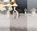 Small Photo #24 Boston Terrier Puppy For Sale in GOSHEN, IN, USA
