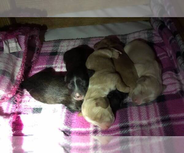 Medium Photo #8 Dachshund Puppy For Sale in LAKEBAY, WA, USA