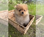 Small #3 Pomeranian
