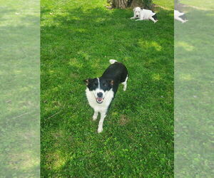 Border Collie-Unknown Mix Dogs for adoption in Aurora, IN, USA
