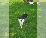 Small Border Collie Mix