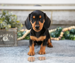 Medium Dachshund