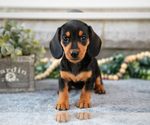 Puppy Holly Dachshund