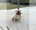 Small #3 French Bulldog
