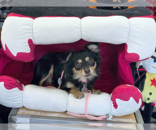 Medium Photo #8 Chihuahua-Unknown Mix Puppy For Sale in Chino Hills, CA, USA
