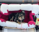 Small #7 Chihuahua Mix