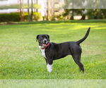 Small #13 Mutt