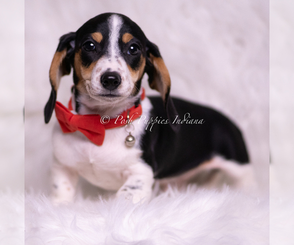 Medium Photo #4 Dachshund Puppy For Sale in WARSAW, IN, USA