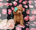 Small Photo #3 Poodle (Miniature) Puppy For Sale in OXFORD, PA, USA