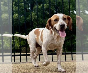 English Foxhound-Unknown Mix Dogs for adoption in Okolona, MS, USA