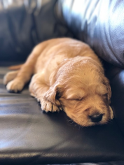 Goldendoodle Puppy for sale in POWAY, CA, USA