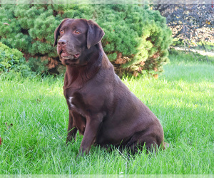 Mother of the Labrador Retriever puppies born on 03/27/2026