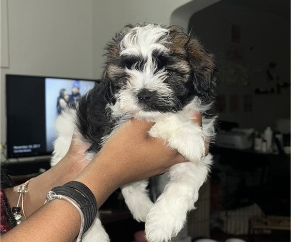 Medium Photo #1 Zuchon Puppy For Sale in PITTSBURGH, PA, USA