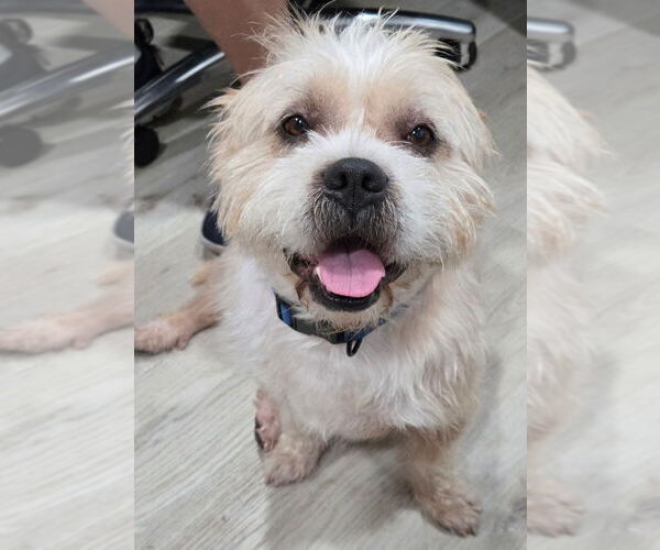 Medium Photo #1 Norfolk Terrier-Shih Tzu Mix Puppy For Sale in San Antonio, TX, USA