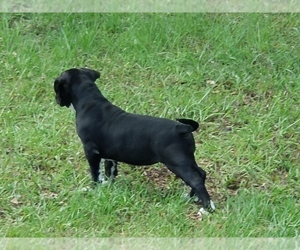 Medium Photo #11 American Bully Puppy For Sale in TRENTON, FL, USA