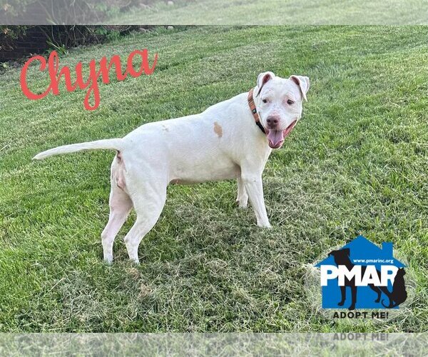 Medium Photo #2 American Pit Bull Terrier-Unknown Mix Puppy For Sale in Binghamton, NY, USA
