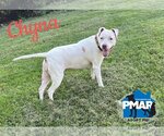 Small #1 American Pit Bull Terrier Mix