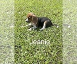 Puppy 2 Beagle