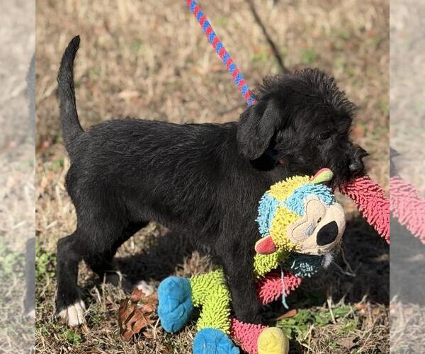 Medium Photo #2 Labrador Retriever-Unknown Mix Puppy For Sale in Yardley, PA, USA
