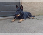 Small Photo #1 German Shepherd Dog Puppy For Sale in ROCKFORD, IL, USA