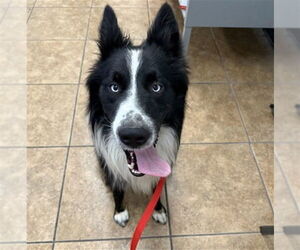 Border Collie-Unknown Mix Dogs for adoption in San Bernardino, CA, USA