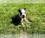 Small #3 Boston Terrier