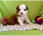 Small Photo #3 Miniature Australian Shepherd Puppy For Sale in BOUSE, AZ, USA