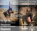 Small Photo #2 Malinois Puppy For Sale in GROVE, OK, USA