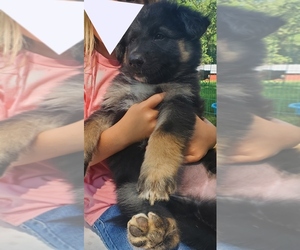 Medium Alaskan Malamute-German Shepherd Dog Mix