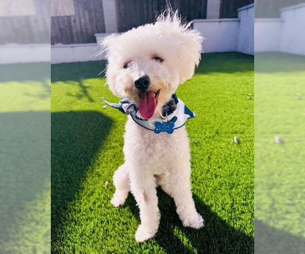 Medium Photo #4 Maltipoo Puppy For Sale in Corona, CA, USA