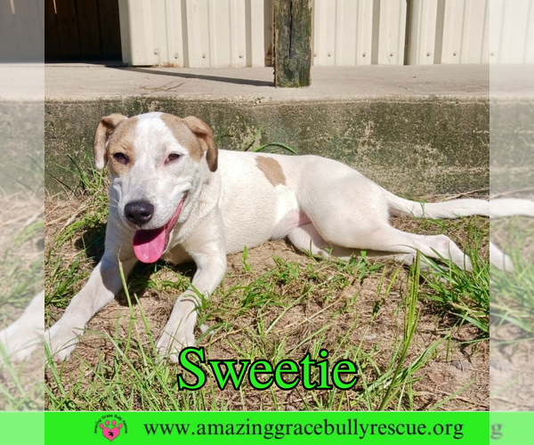 Medium Photo #3 Mutt Puppy For Sale in Pensacola, FL, USA