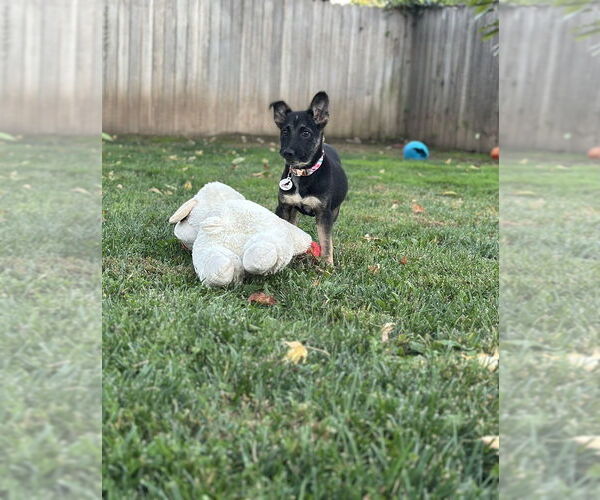 Medium Photo #4 German Shepherd Dog-Unknown Mix Puppy For Sale in West Sacramento, CA, USA