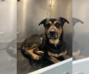 Rottweiler-Unknown Mix Dogs for adoption in San Antonio, TX, USA