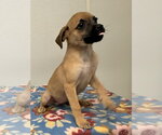Betty Jo - Female Chihuahua-Unknown Mix Dog for Adoption - Small photo