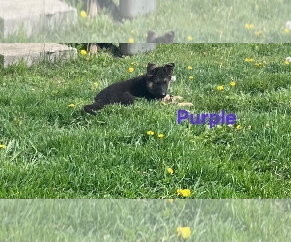 Medium Photo #20 German Shepherd Dog Puppy For Sale in SUMPTER TWP, MI, USA
