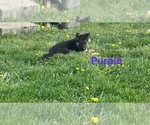 Small Photo #20 German Shepherd Dog Puppy For Sale in SUMPTER TWP, MI, USA