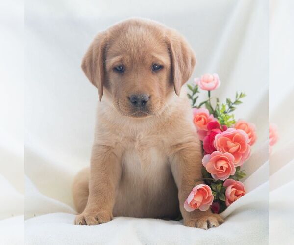 Medium Photo #5 Labrador Retriever Puppy For Sale in GREEN PARK, PA, USA