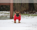 Small #3 French Bulldog