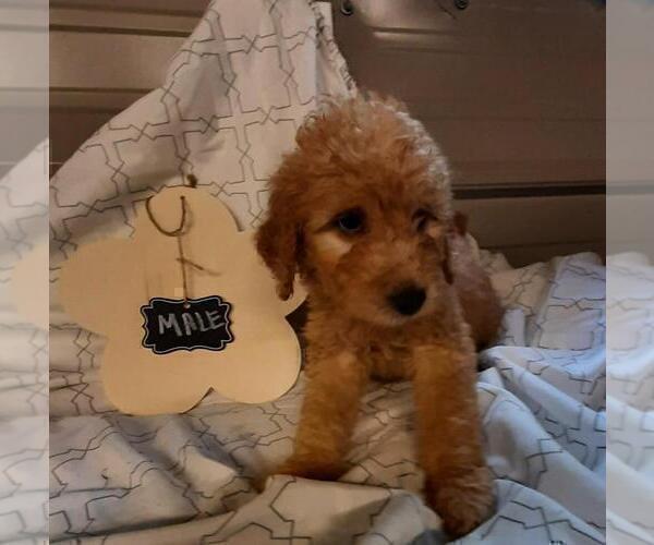 Medium Photo #10 Goldendoodle Puppy For Sale in COMMERCE, TX, USA