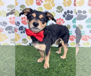 Chihuahua-Unknown Mix Dogs for adoption in Corona, CA, USA