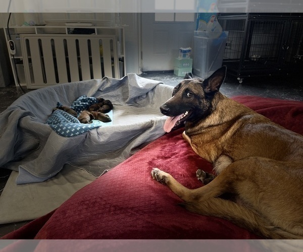 Medium Photo #3 Belgian Malinois Puppy For Sale in REESEVILLE, WI, USA