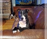 Small #11 American Staffordshire Terrier Mix