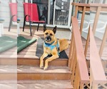 Small #3 German Shepherd Dog