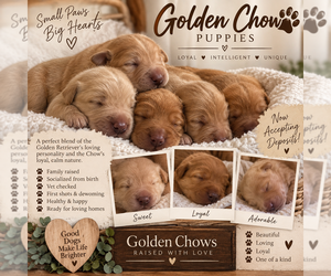 Chow Chow Puppy for sale in ROTONDA WEST, FL, USA